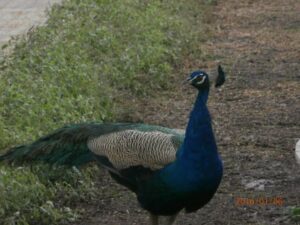 phoca_thumb_l_10 17