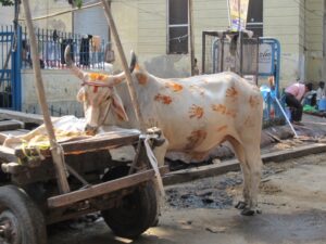 phoca_thumb_l_14 Ritiro India 2017