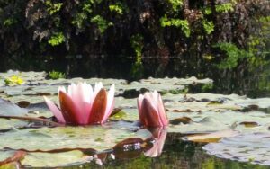 phoca_thumb_l_30 olistica m